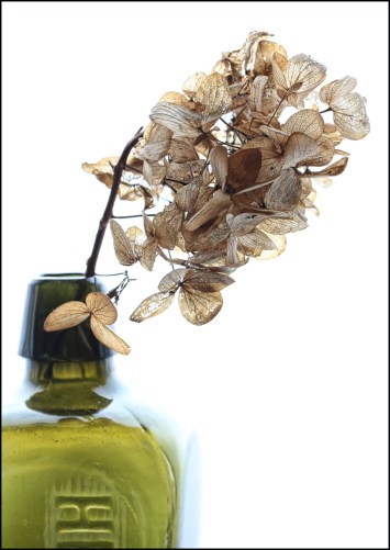 Hydrangea dried 1RZ