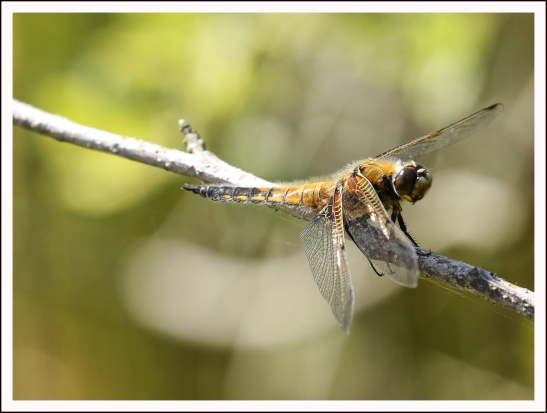 dragonfly 1