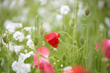 Wildflower 6 JMH resized