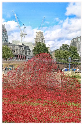 Tower of London Poppies