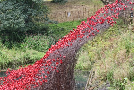 YSP Poppies Wave