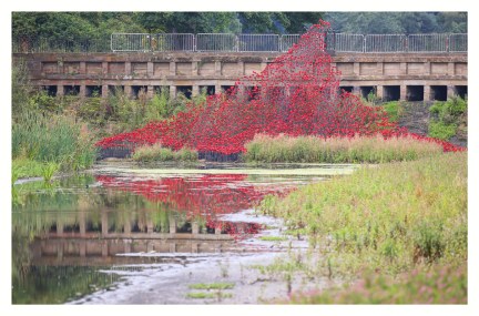 YSP Poppies Wave Paul Cummins and Tom Piper