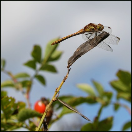 dragonfly
