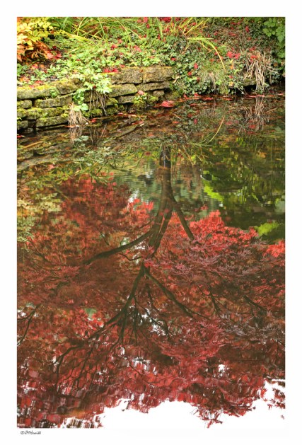 relections of Autumn