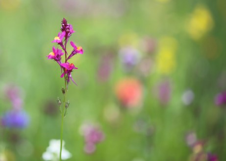 Wild flower Harlow Carr RHS