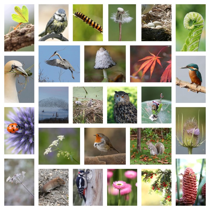 A- z nature collage created with Be Funky